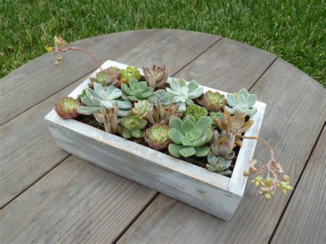 Succulents box. Things To Know About Succulents box. 